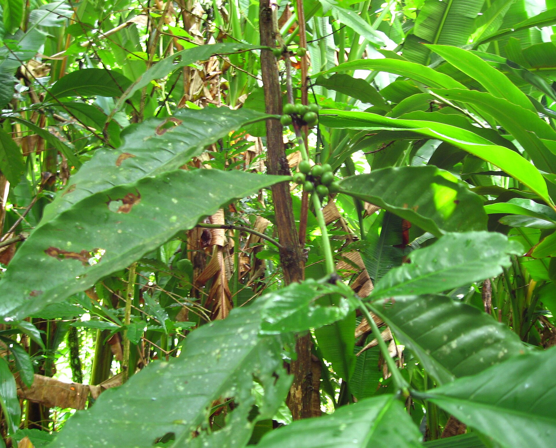 Cà phê