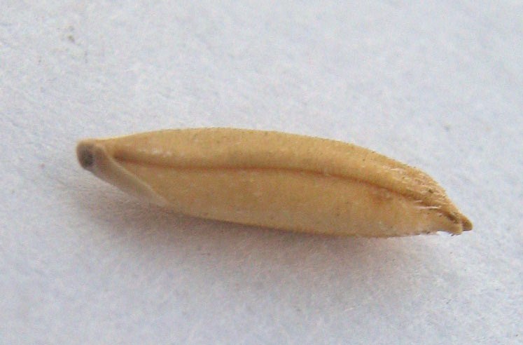 Lá xanh