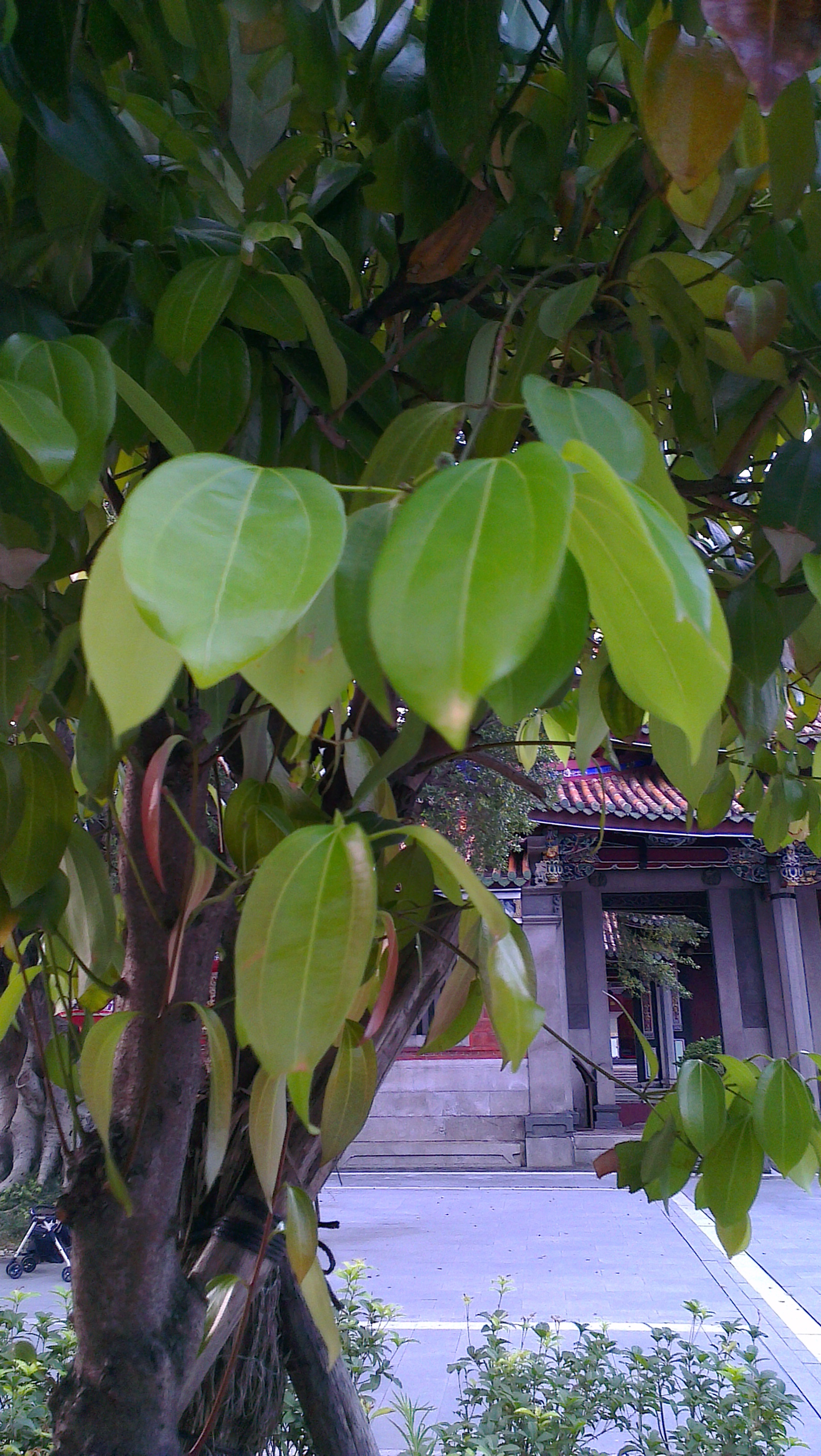 Vườn quế