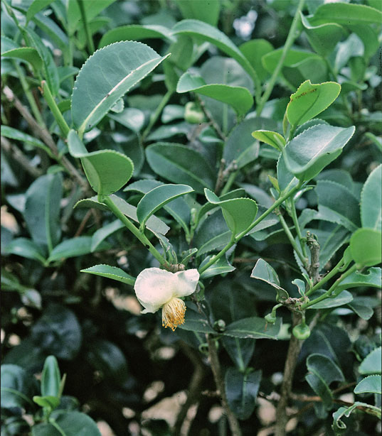 Trà xanh