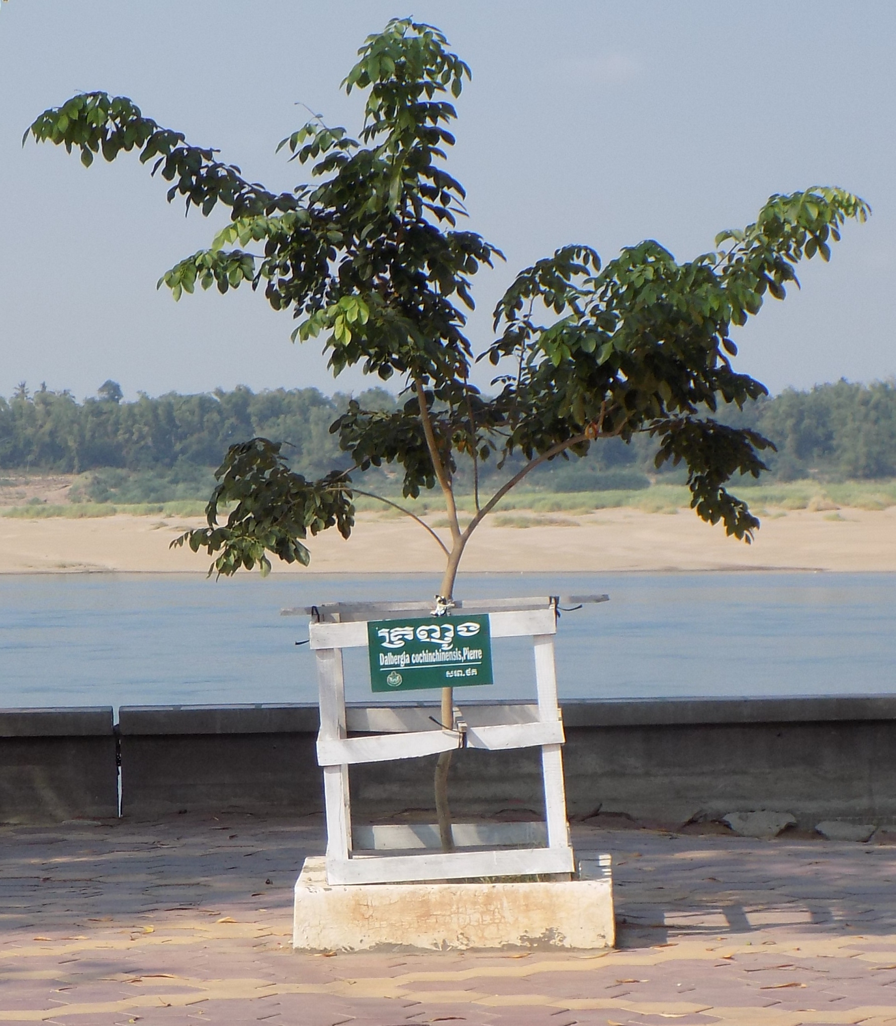 Trắc Nam Bộ